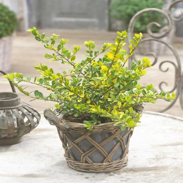 Ilex crenata Golden Gem voor G Rock