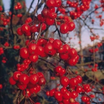 Malus Red Sentinel