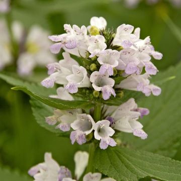 Nepeta subsessilis Sweet Dreams