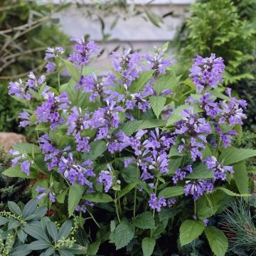 Nepeta subsessilis