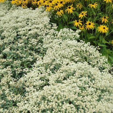 Anaphalis triplinervis