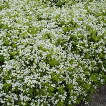 Galium odoratum