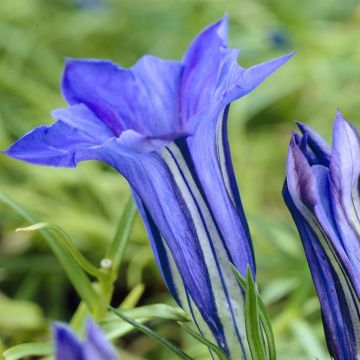 Gentiana s.ornata(als Pneumonanthe)