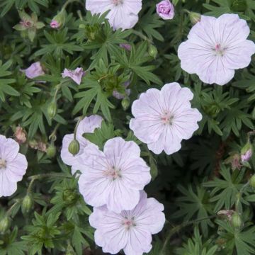 Geranium sanguineum v3?