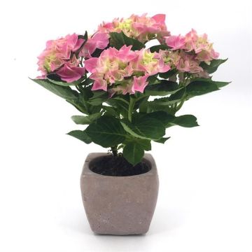 KamerhortensiaPotRoze