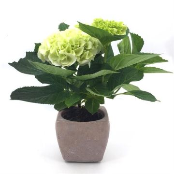 KamerhortensiaPotWit