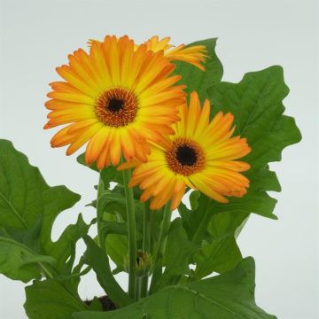 Gerbera Orange 2