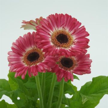 Gerbera Pink 2