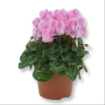 Cyclamen Pink 2