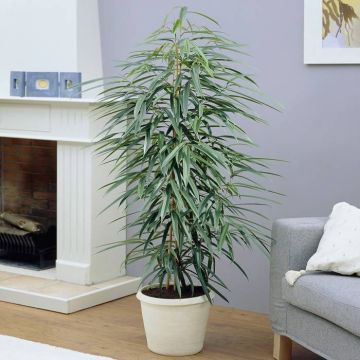 Ficus Amstel Queen (King)