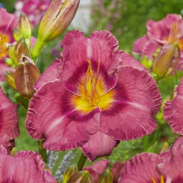 Hemerocallis Always Liberty