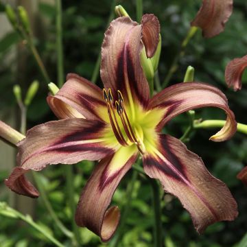 Hemerocallis Black Arrowhead