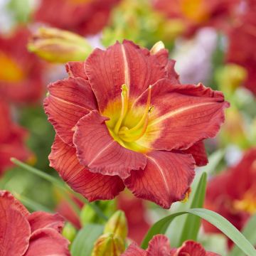 Hemerocallis Booby™ Ruby