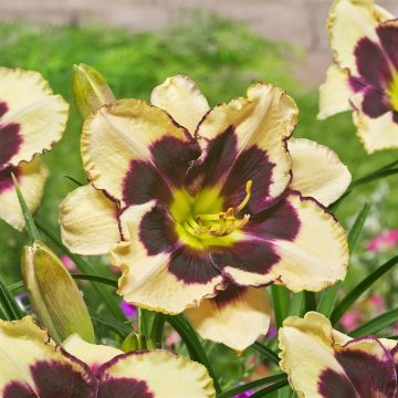 Hemerocallis Celebration of Angels