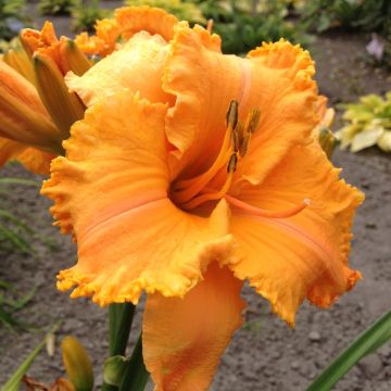 Hemerocallis Colonel Mustard