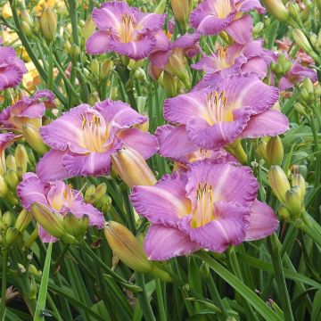 Hemerocallis Entrapment
