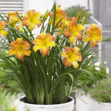 Hemerocallis EveryDaylily™ Punch Yellow®