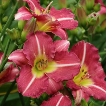Hemerocallis Matrousjka