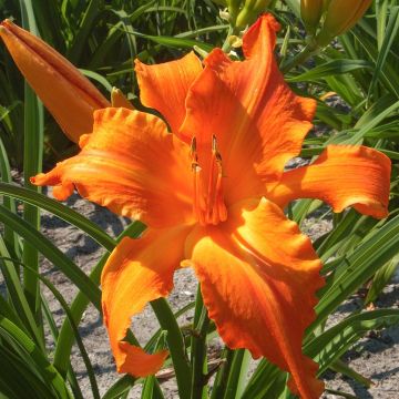 Hemerocallis Primal Scream