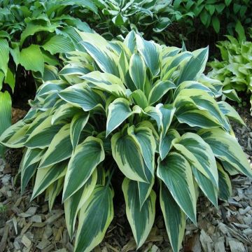 Hosta Bobcat