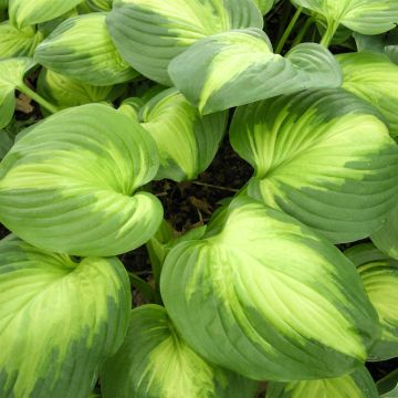 Hosta Enchiladas