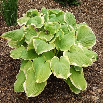 Hosta Fragrant Bouquet