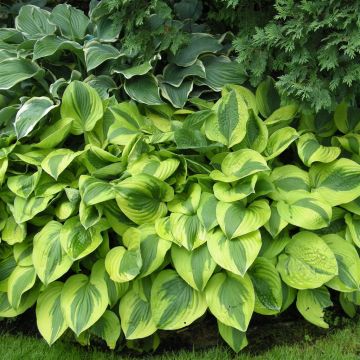 Hosta Moon Split