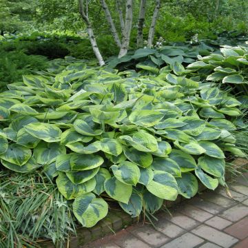 Hosta Tokudama Flavocircinalis