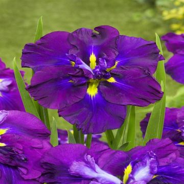 Iris Ensata Dinner Plate Blueberry Pie