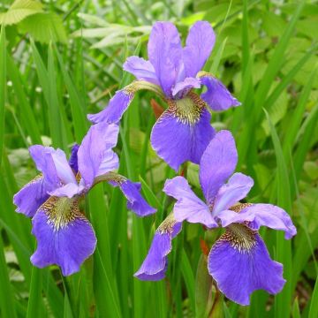 Iris Sibirica Happy Returns