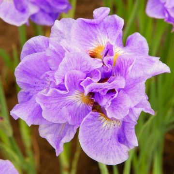 Iris Sibirica Having Fun