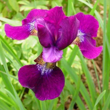Iris Sibirica Hubbard
