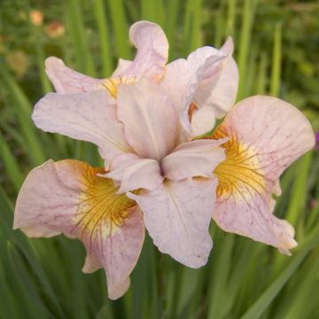 Iris Sibirica Lemon Veil