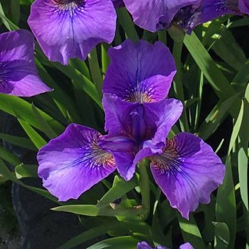 Iris sibirica Mabel Coday