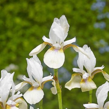Iris Sibirica Snow Prince
