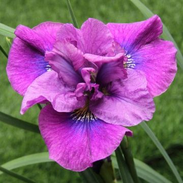 Iris Sibirica Spindazzle