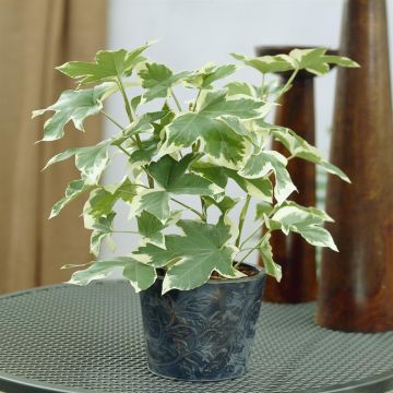 Fatshedera lizei Variegata