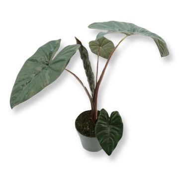 Alocasia yucata princess p17 prod
