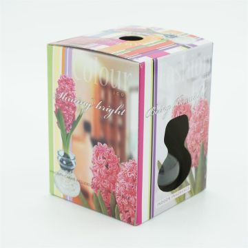 Roze Hyacinth met glas