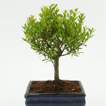 Bonsai Suzygium