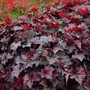 heuchera purple visi00260