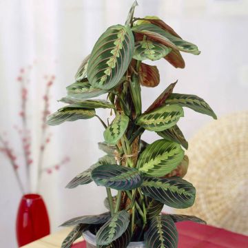 Maranta leuconeura Fascinator