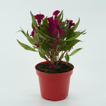 Celosia Paars Roze