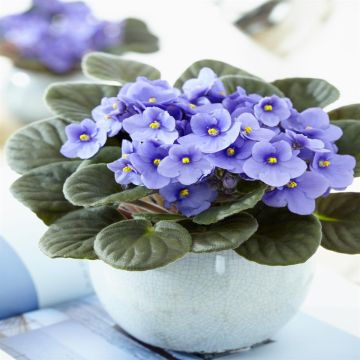 Saintpaulia lichtblauw