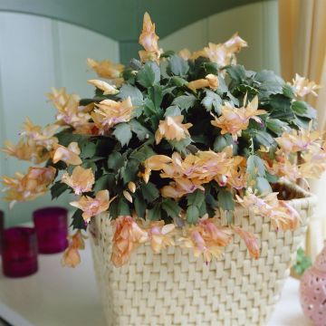 Schlumbergera salmon