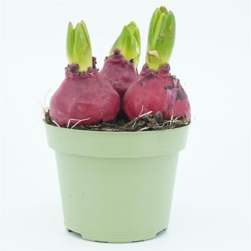 Burgundy wax Hyacinth x3