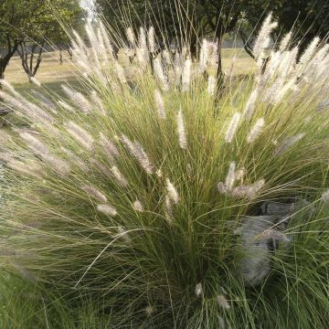 Deschampsia cespitosa Goldtau