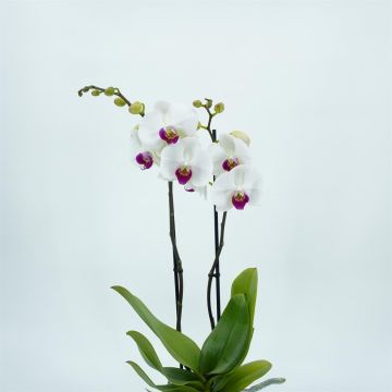 Phalaenopsis white with red heart