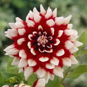 Dahlia Duet