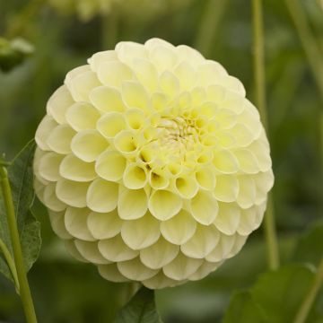 Dahlia Jowey Martina